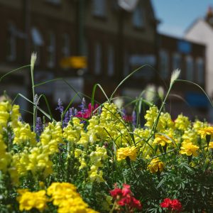 South & South East in Bloom Awards 2018