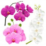 Loveorchids.co.uk